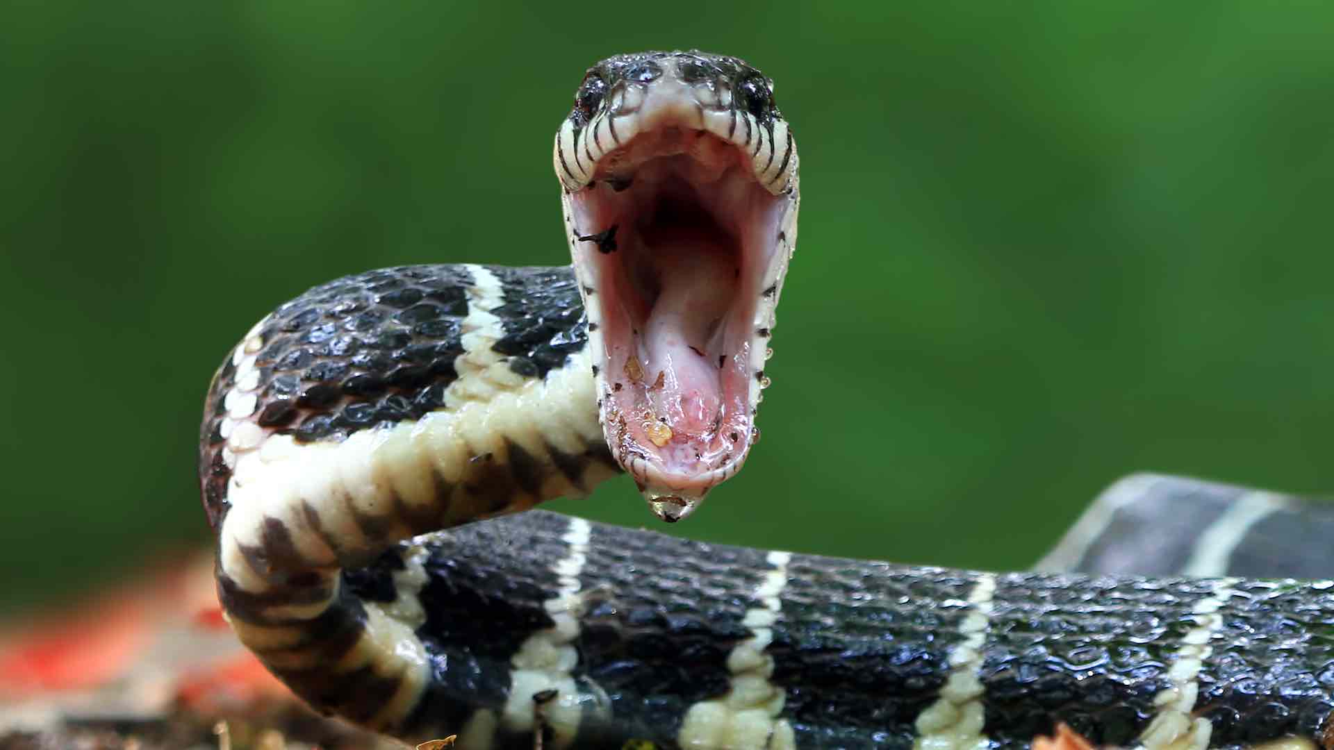 WHO reports snakebite deaths every 4-6 minutes globally